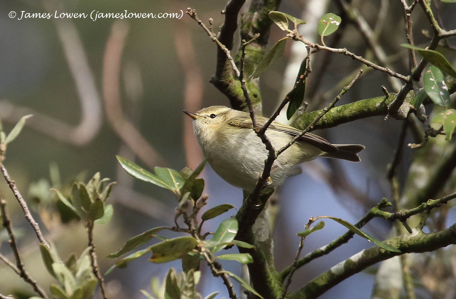 Hume's Warbler