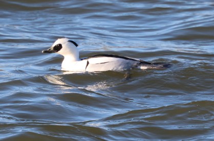 Smew