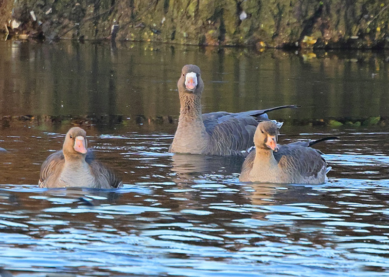 Russian White-fronted Goose