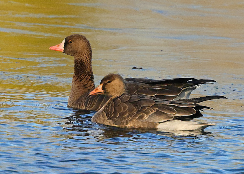Russian White-fronted Goose