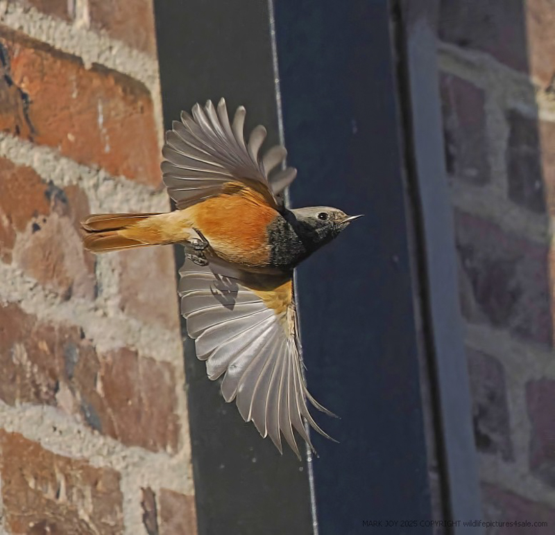 Eastern Black Redstart