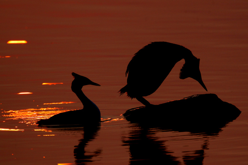 Great Crested Grebe