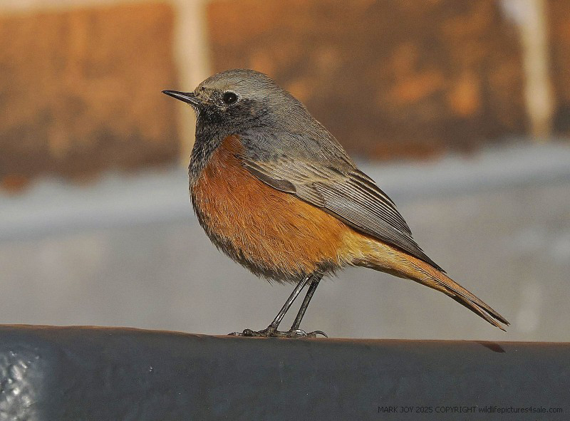 Eastern Black Redstart