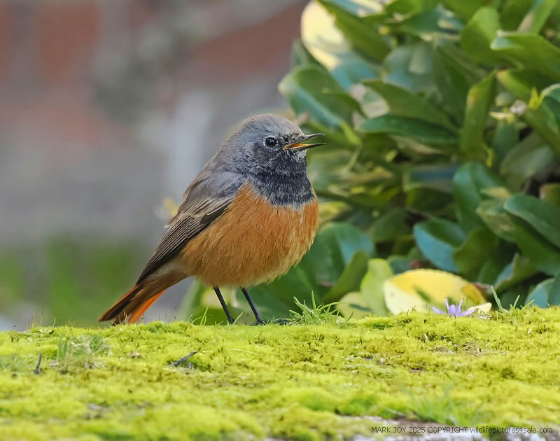 Eastern Black Redstart