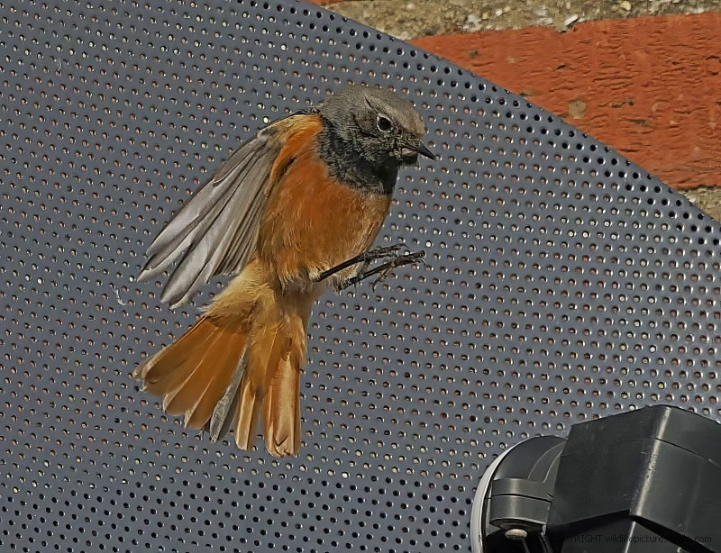 Eastern Black Redstart
