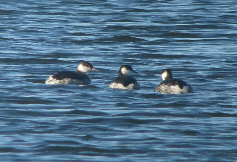 Slavonian Grebe