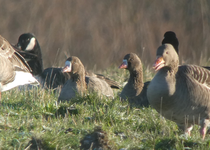 Russian White-fronted Goose