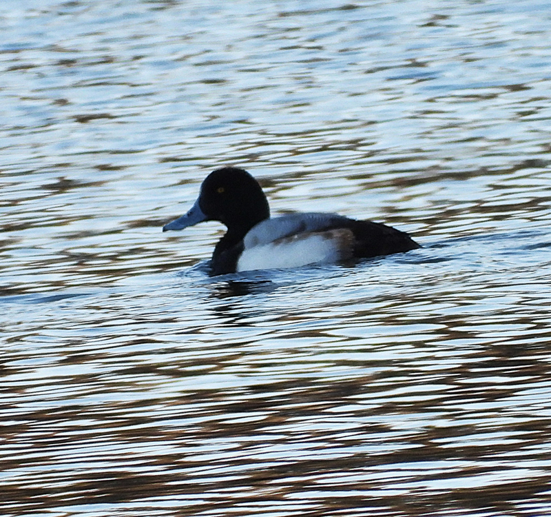 Scaup