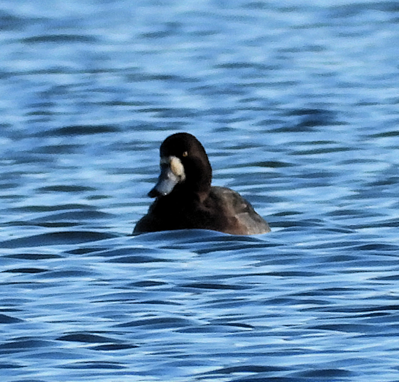 Scaup