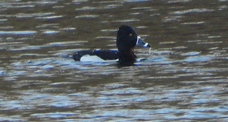 Ring-necked Duck