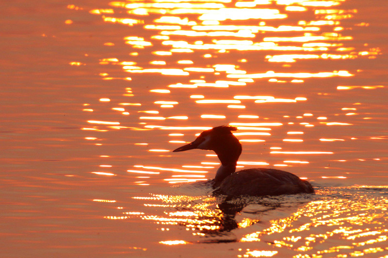 Great Crested Grebe