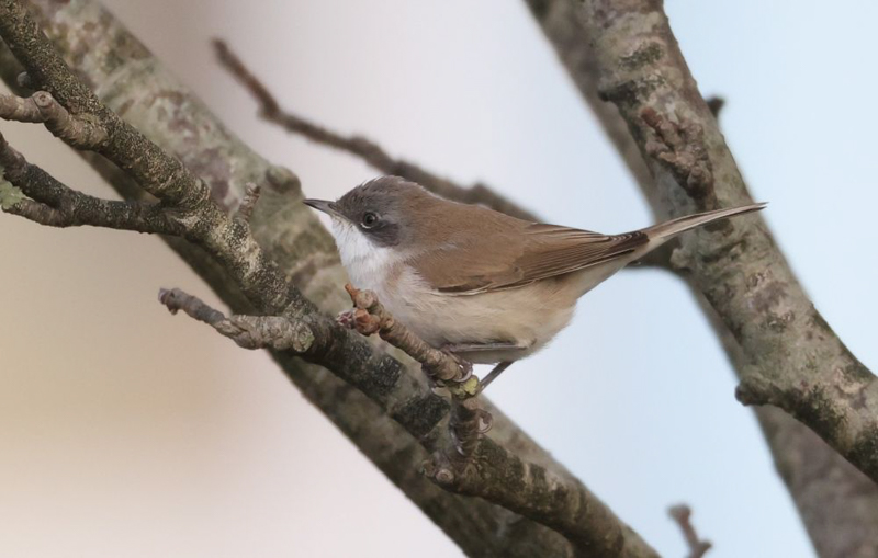 Siberian Lesser Whitethroat