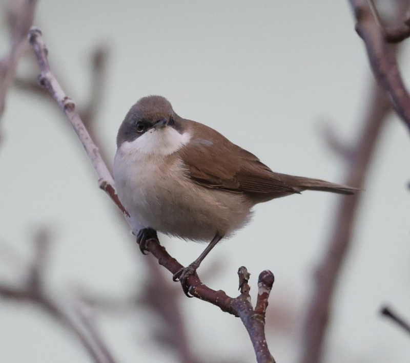 Siberian Lesser Whitethroat