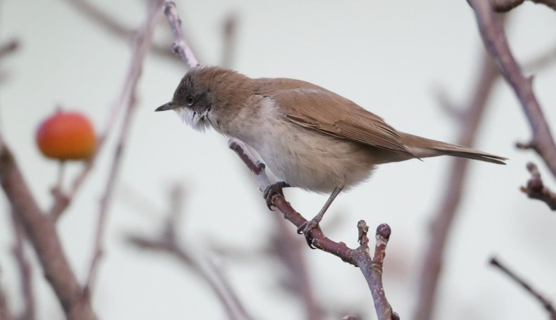 Siberian Lesser Whitethroat