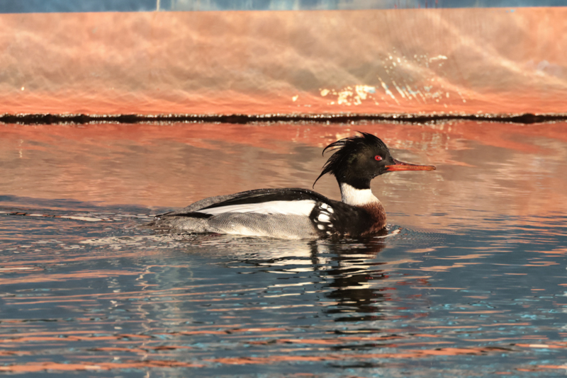 Red-breasted Merganser