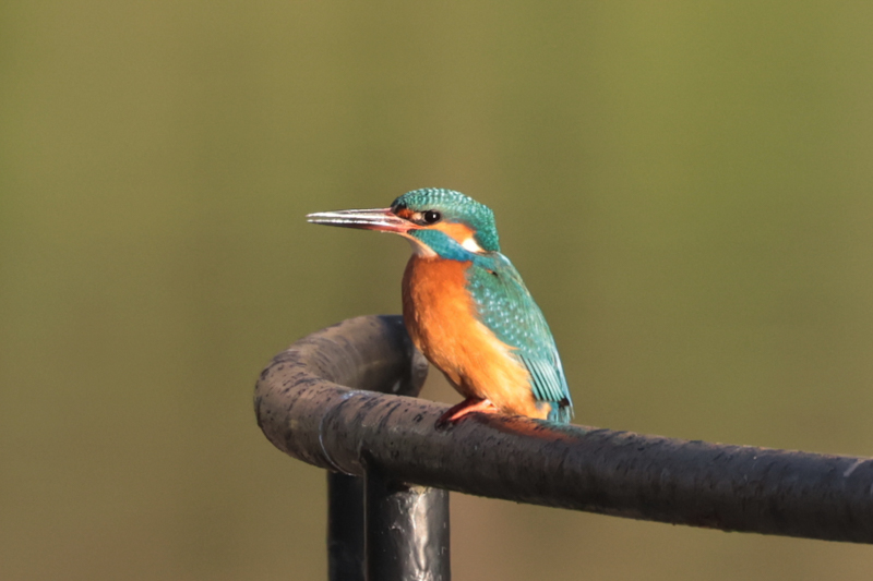Kingfisher