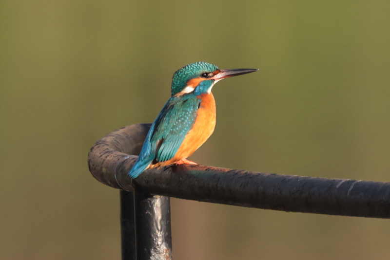 Kingfisher