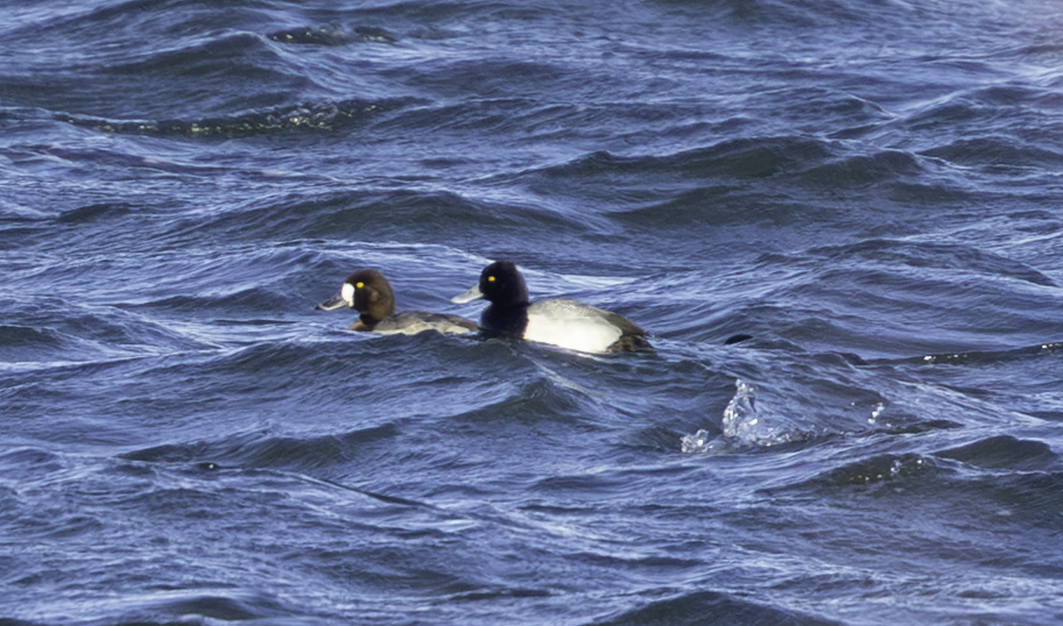 Lesser Scaup