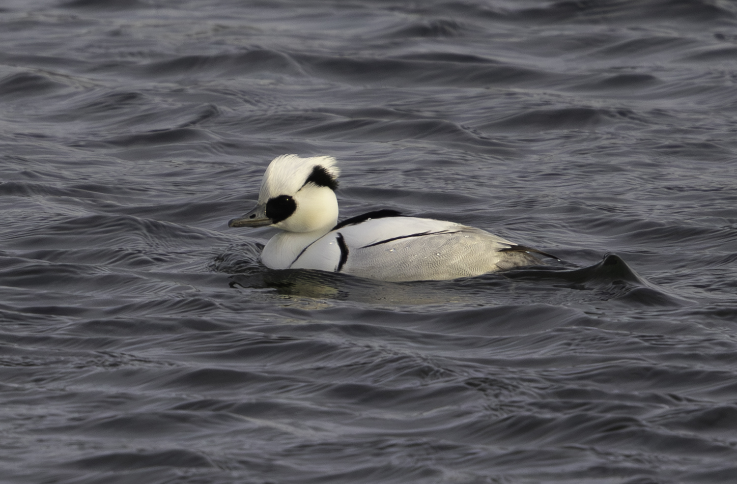 Smew