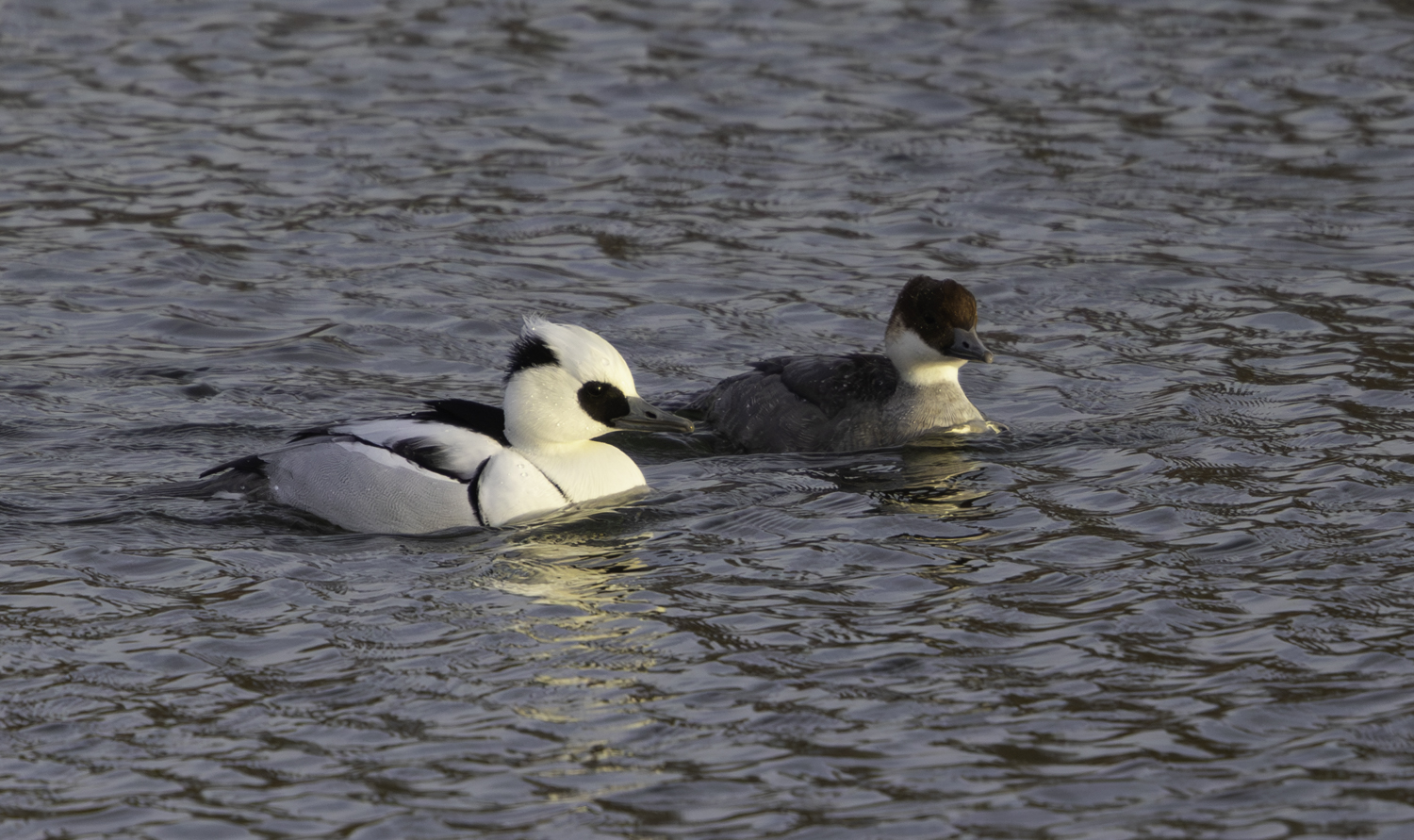 Smew