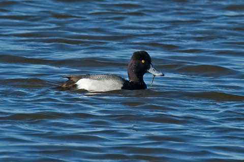 Lesser Scaup