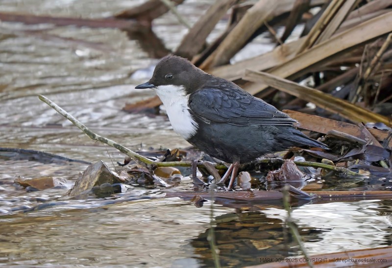 Black-bellied Dipper