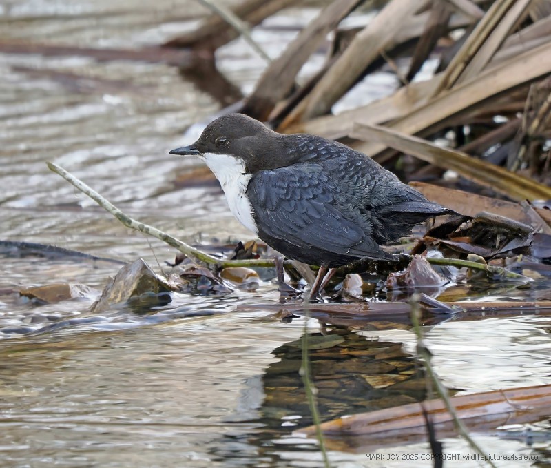 Black-bellied Dipper
