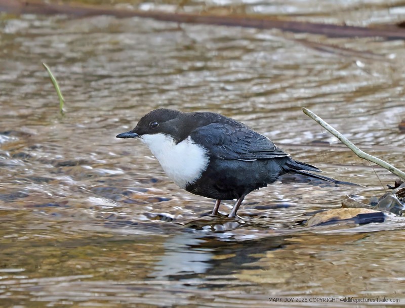 Black-bellied Dipper