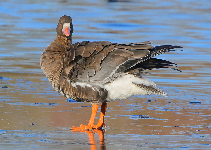 Russian White-fronted Goose