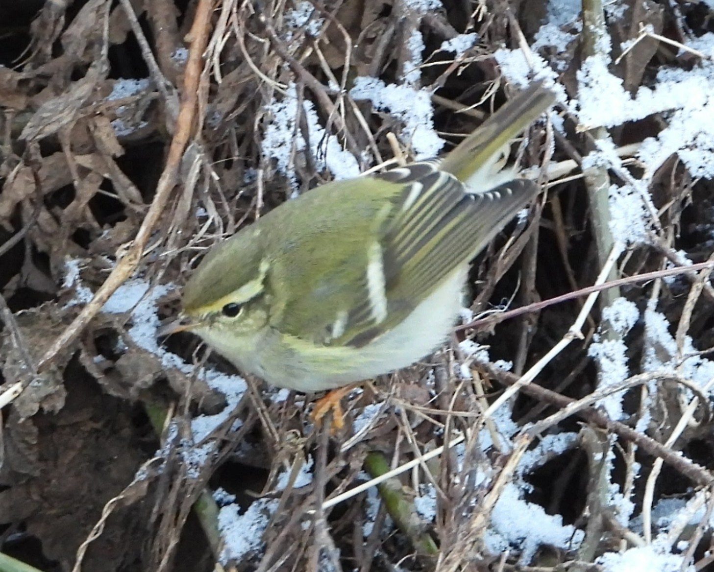 Yellow-browed Warbler