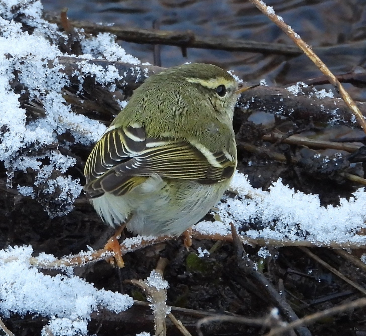 Yellow-browed Warbler