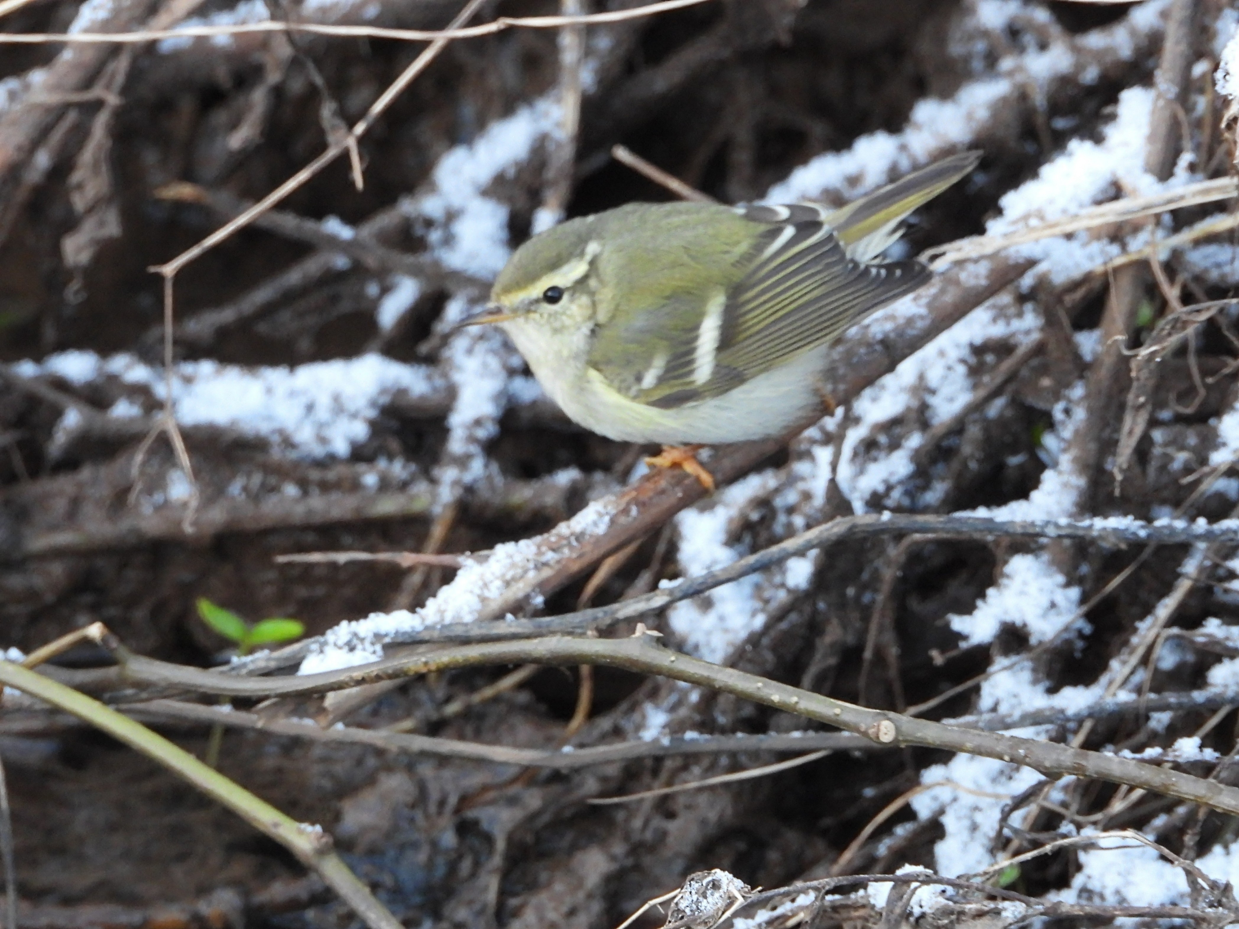 Yellow-browed Warbler