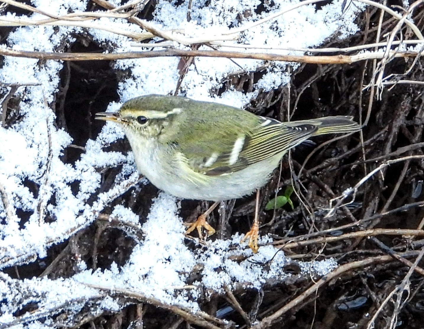 Yellow-browed Warbler