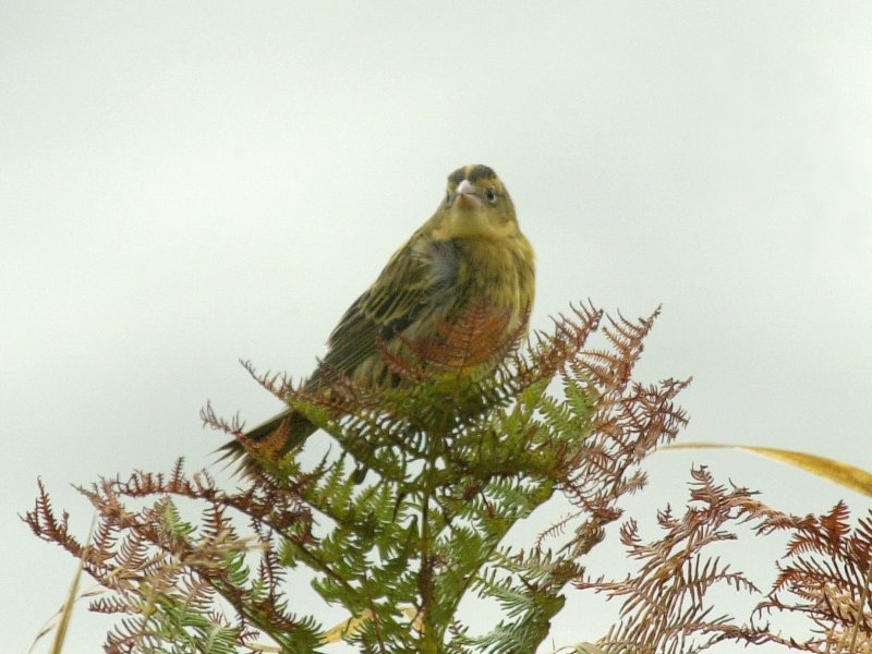 Bobolink