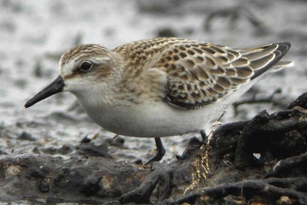Semipalmated Sandpiper