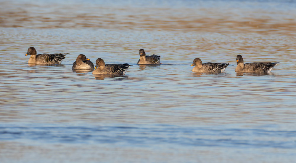 Tundra Bean Goose
