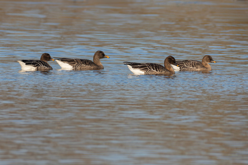 Tundra Bean Goose