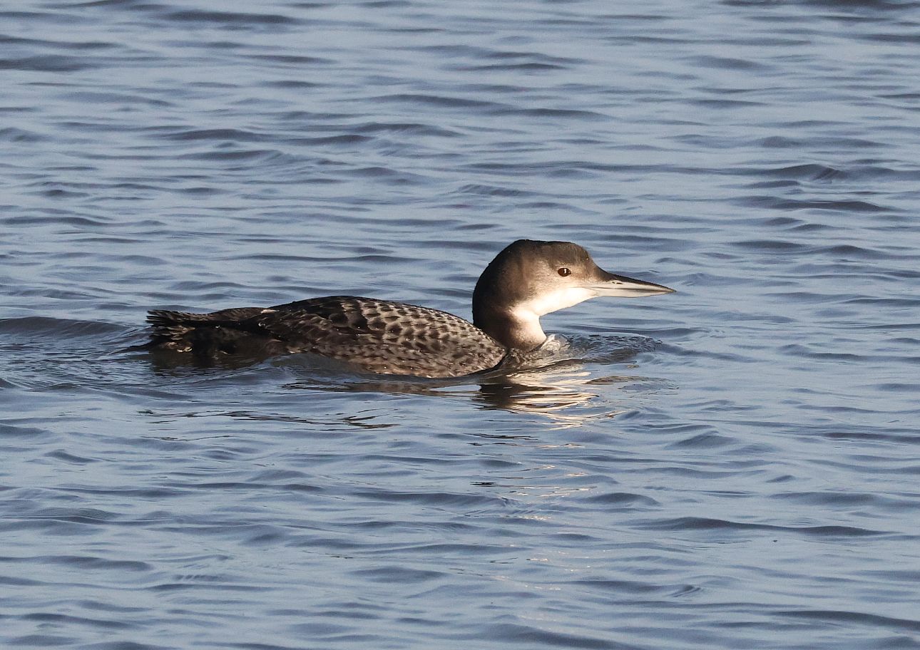Great Northern Diver