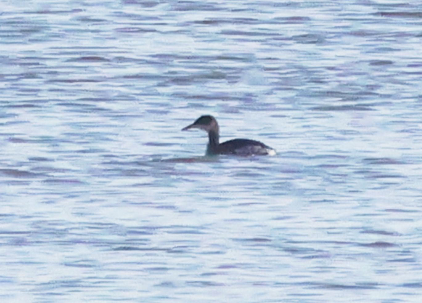 Red-necked Grebe