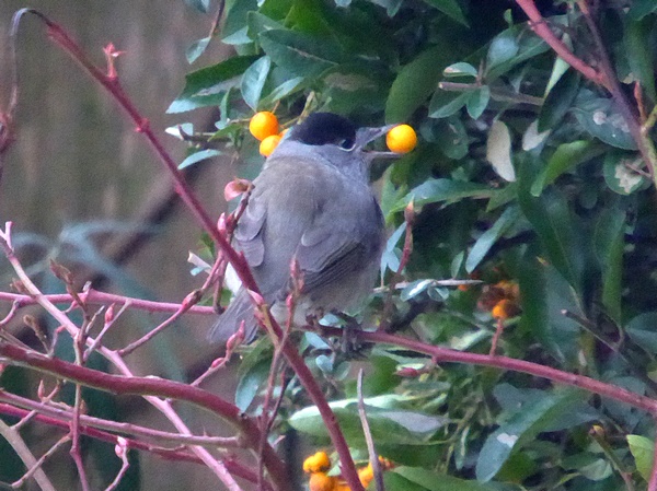 Blackcap