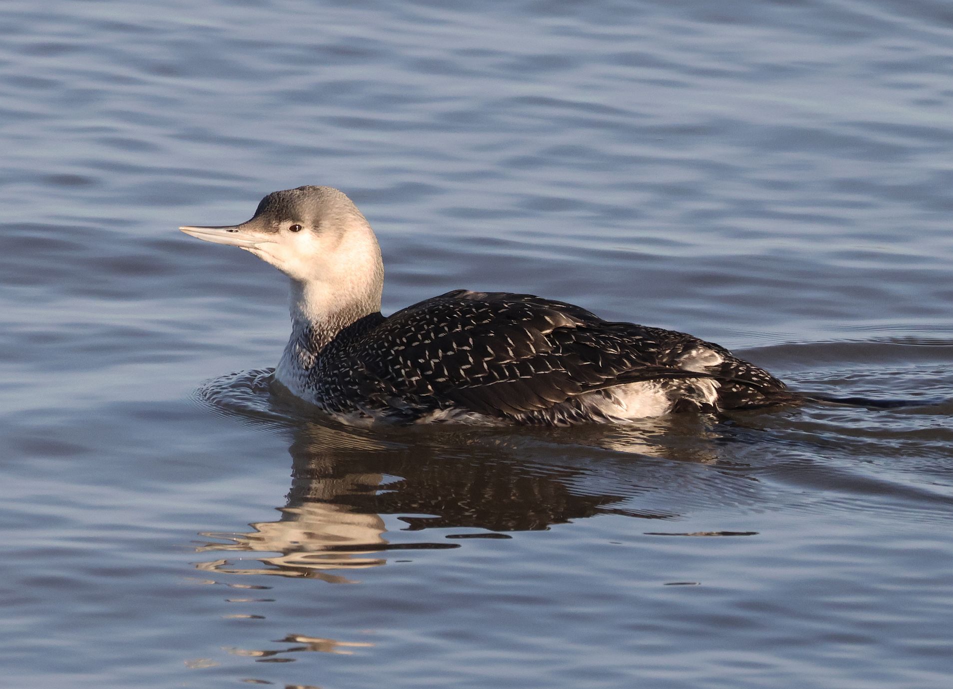 Red-throated Diver