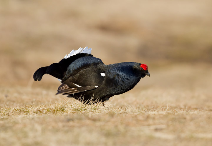 Black Grouse