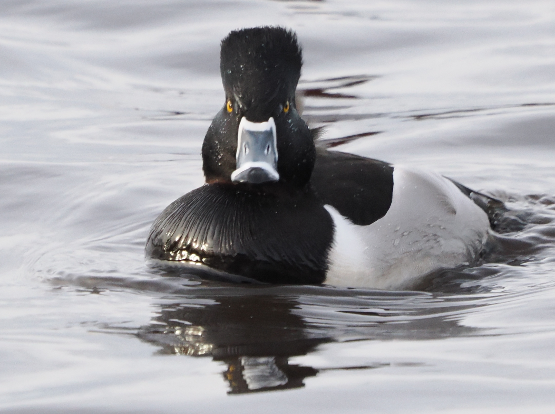 Ring-necked Duck