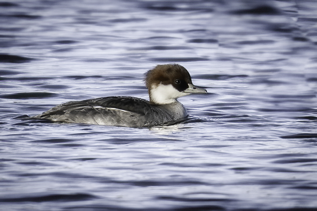 Smew