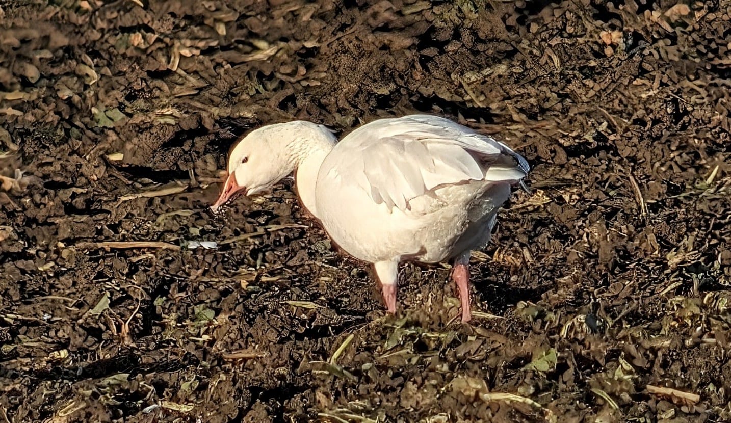 Snow Goose