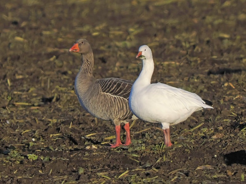 Snow Goose