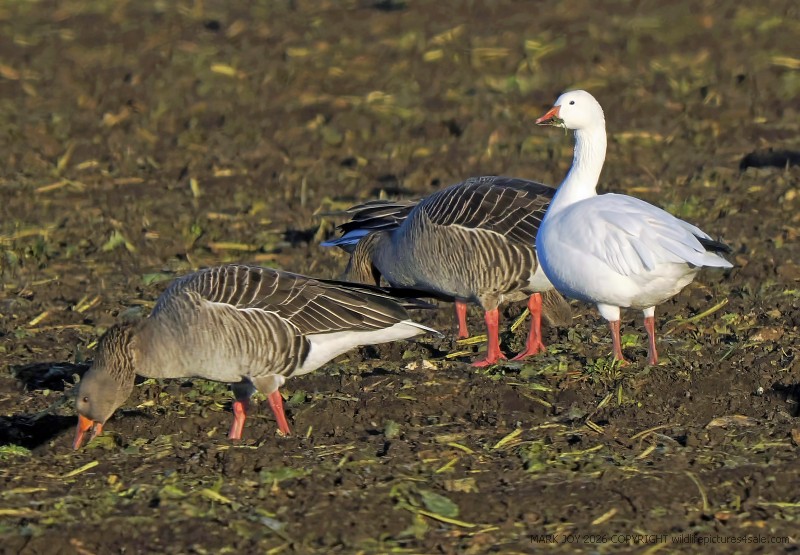 Snow Goose
