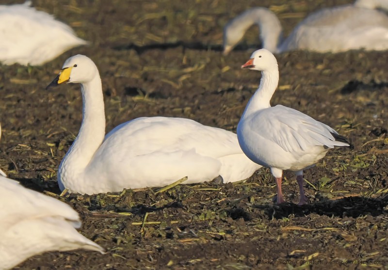 Snow Goose