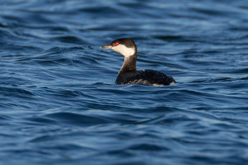 Slavonian Grebe