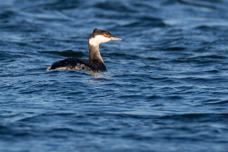 Slavonian Grebe
